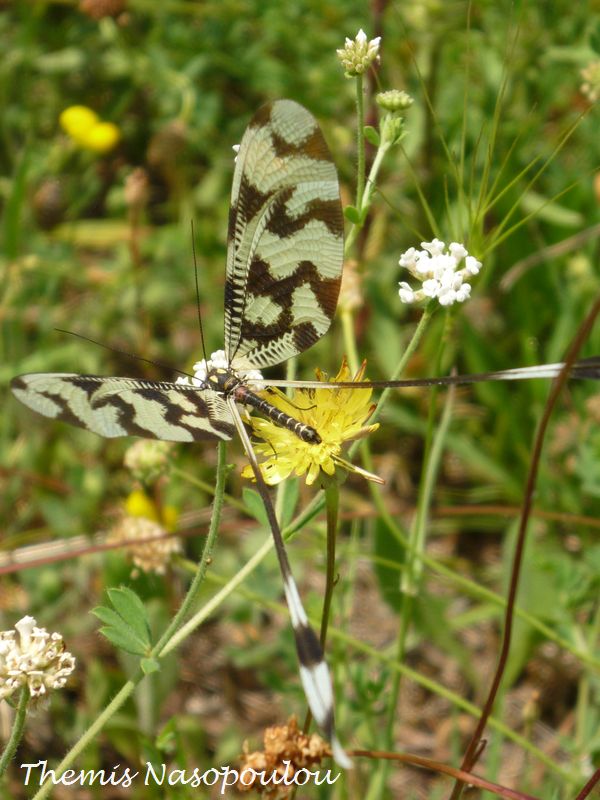 Nemoptera sinuata